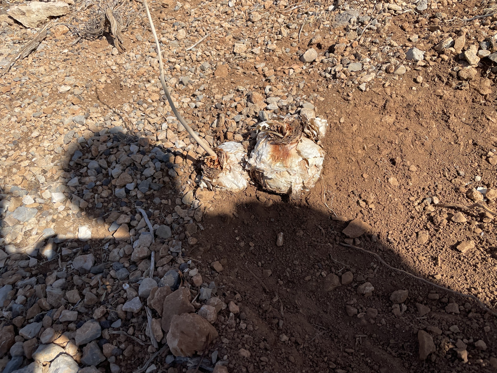 These onions are everywhere. The goats dig them up.